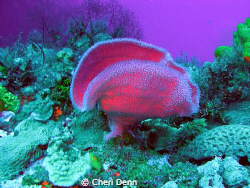 The flash of the strobe provides this photo with a very d... by Cheri Denn 